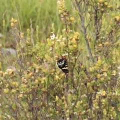 Phalaenoides glycinae (Grapevine Moth) at Mount Taylor - 28 Oct 2020 by Sarah2019