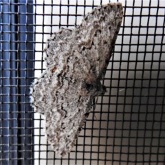 Phelotis cognata (Long-fringed Bark Moth) at Wanniassa, ACT - 30 Oct 2020 by JohnBundock