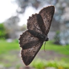 Phelotis cognata at Wanniassa, ACT - 30 Oct 2020