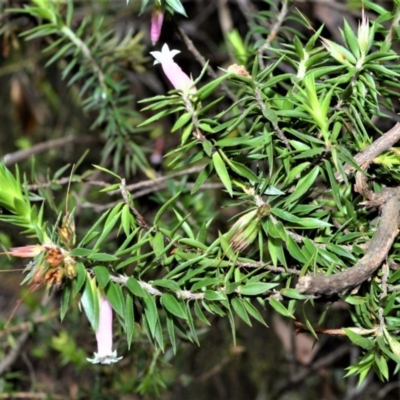 Epacris calvertiana versicolor at Broughton Vale, NSW - 29 Oct 2020 by plants