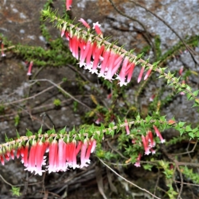 Epacris longiflora (Fuchsia Heath) at Broughton Vale, NSW - 29 Oct 2020 by plants