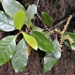 Quintinia sieberi (Possumwood) at Broughton Vale, NSW - 30 Oct 2020 by plants