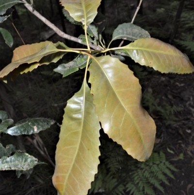 Schizomeria ovata (Crabapple) at Barren Grounds Nature Reserve - 29 Oct 2020 by plants