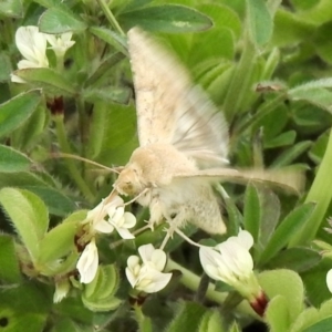 Helicoverpa (genus) at Rendezvous Creek, ACT - 30 Oct 2020