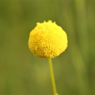 Craspedia variabilis (Common Billy Buttons) at Kambah, ACT - 28 Oct 2020 by Sarah2019