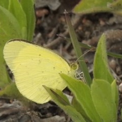 Eurema smilax (Small Grass-yellow) at Rendezvous Creek, ACT - 30 Oct 2020 by KMcCue