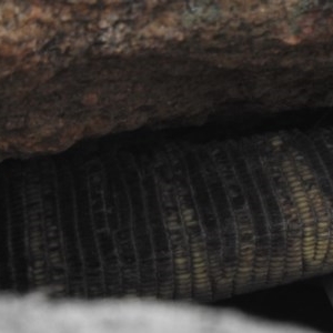 Varanus rosenbergi at Rendezvous Creek, ACT - 30 Oct 2020