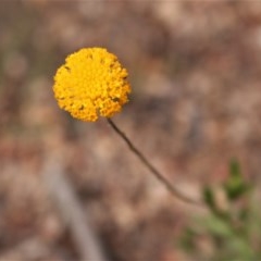 Leptorhynchos squamatus (Scaly Buttons) at Mount Taylor - 28 Oct 2020 by Sarah2019