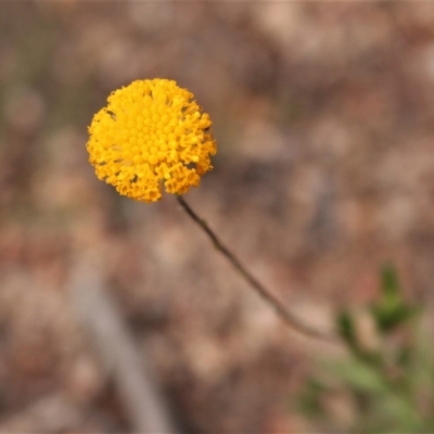 Leptorhynchos squamatus (Scaly Buttons) at Mount Taylor - 28 Oct 2020 by Sarah2019