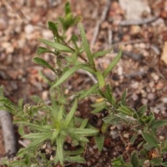 Leptorhynchos squamatus at Tuggeranong DC, ACT - 28 Oct 2020