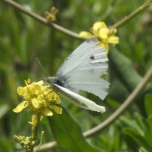 Pieris rapae at Rendezvous Creek, ACT - 30 Oct 2020