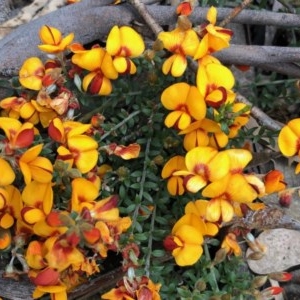 Mirbelia oxylobioides at Rendezvous Creek, ACT - 30 Oct 2020