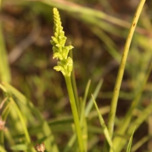 Microtis sp. at Tuggeranong DC, ACT - suppressed