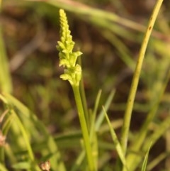 Microtis sp. (Onion Orchid) at Tuggeranong DC, ACT - 28 Oct 2020 by Sarah2019