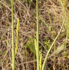 Microtis sp. at Tuggeranong DC, ACT - suppressed