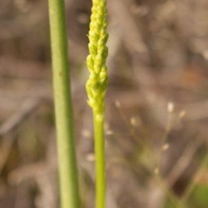 Microtis sp. at Tuggeranong DC, ACT - suppressed