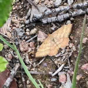 Scopula rubraria at Rendezvous Creek, ACT - 30 Oct 2020