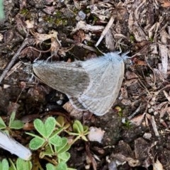 Zizina otis (Common Grass-Blue) at Namadgi National Park - 30 Oct 2020 by KMcCue