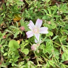 Malva neglecta (Dwarf Mallow) at Rendezvous Creek, ACT - 30 Oct 2020 by KMcCue