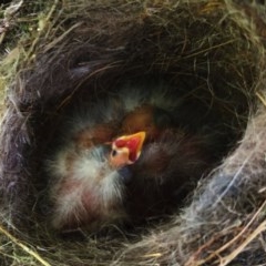 Carduelis carduelis at Rendezvous Creek, ACT - 30 Oct 2020