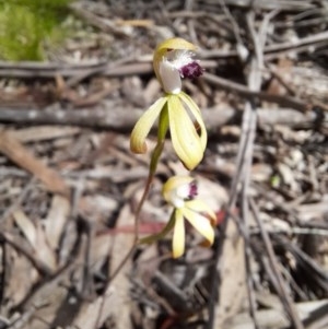 Caladenia hildae at suppressed - 30 Oct 2020