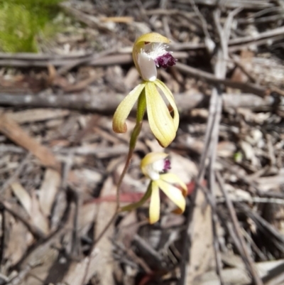 Caladenia hildae (Golden Caps) at suppressed - 29 Oct 2020 by Greggy