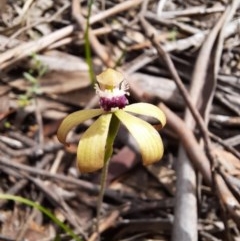 Caladenia hildae at suppressed - 30 Oct 2020