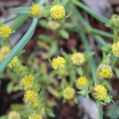 Triptilodiscus pygmaeus (Annual Daisy) at Majura, ACT - 27 Oct 2020 by Sarah2019