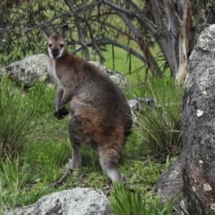 Notamacropus rufogriseus (Red-necked Wallaby) at Namadgi National Park - 30 Oct 2020 by KMcCue