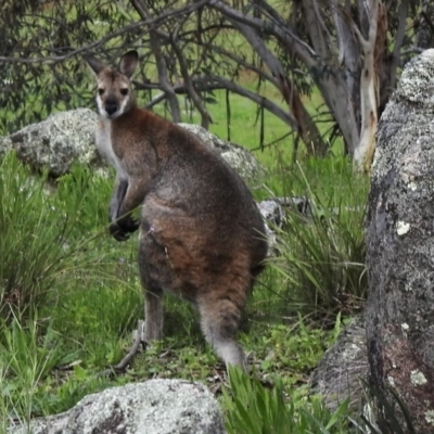 Notamacropus rufogriseus (Red-necked Wallaby) at Namadgi National Park - 30 Oct 2020 by KMcCue