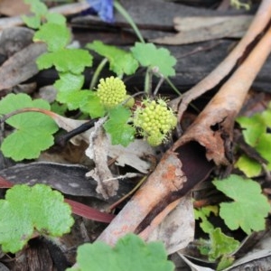 Hydrocotyle laxiflora at Majura, ACT - 27 Oct 2020 06:50 PM