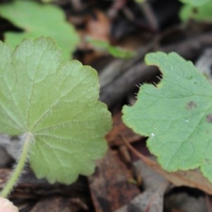 Hydrocotyle laxiflora at Majura, ACT - 27 Oct 2020