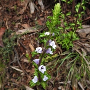 Euphrasia collina subsp. paludosa at Cotter River, ACT - 30 Oct 2020