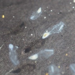 Unverified Marine Invertebrate at Guerilla Bay, NSW - 23 Oct 2020 by lyndallh