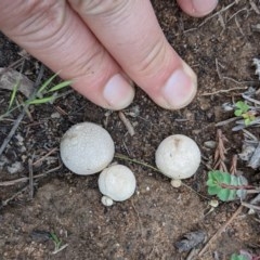 Bovista (A puffball) at Pialligo, ACT - 30 Oct 2020 by isopeda