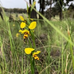 Diuris sulphurea (Tiger Orchid) at Forde, ACT - 24 Oct 2020 by JasonC
