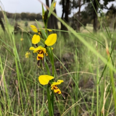 Diuris sulphurea (Tiger Orchid) at Forde, ACT - 24 Oct 2020 by JasonC