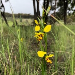 Diuris sulphurea at Forde, ACT - 24 Oct 2020