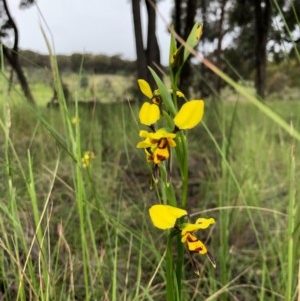 Diuris sulphurea at Forde, ACT - 24 Oct 2020