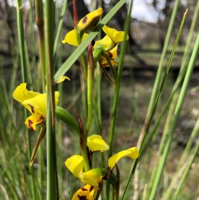 Diuris sulphurea (Tiger Orchid) at Forde, ACT - 29 Oct 2020 by JasonC