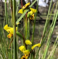Diuris sulphurea (Tiger Orchid) at Forde, ACT - 29 Oct 2020 by JasonC