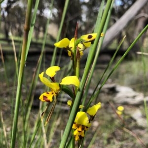 Diuris sulphurea at Forde, ACT - 29 Oct 2020