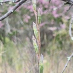 Thelymitra sp. (A Sun Orchid) at Denman Prospect, ACT - 29 Oct 2020 by AaronClausen