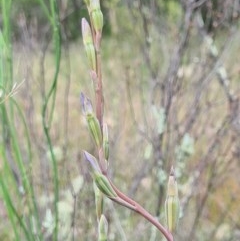 Thelymitra sp. at Denman Prospect, ACT - suppressed