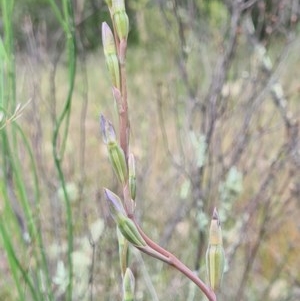 Thelymitra sp. at Denman Prospect, ACT - suppressed