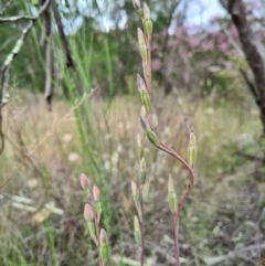 Thelymitra sp. at Denman Prospect, ACT - suppressed