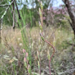 Thelymitra sp. at Denman Prospect, ACT - suppressed