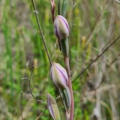 Thelymitra sp. (A Sun Orchid) at Denman Prospect, ACT - 29 Oct 2020 by AaronClausen