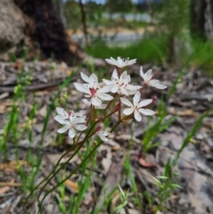 Burchardia umbellata at Denman Prospect, ACT - 29 Oct 2020