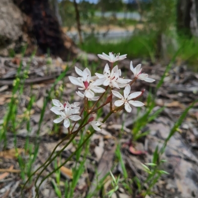 Burchardia umbellata (Milkmaids) at Block 402 - 29 Oct 2020 by AaronClausen